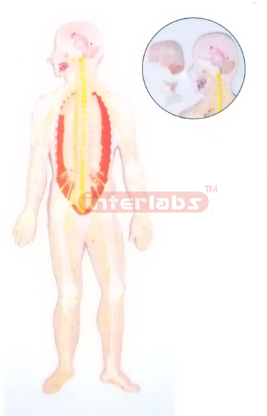 HUMAN COMPOSITIVE SKELETON  & NERVES SYSTEM, WOODEN PLATE (A TYPE)